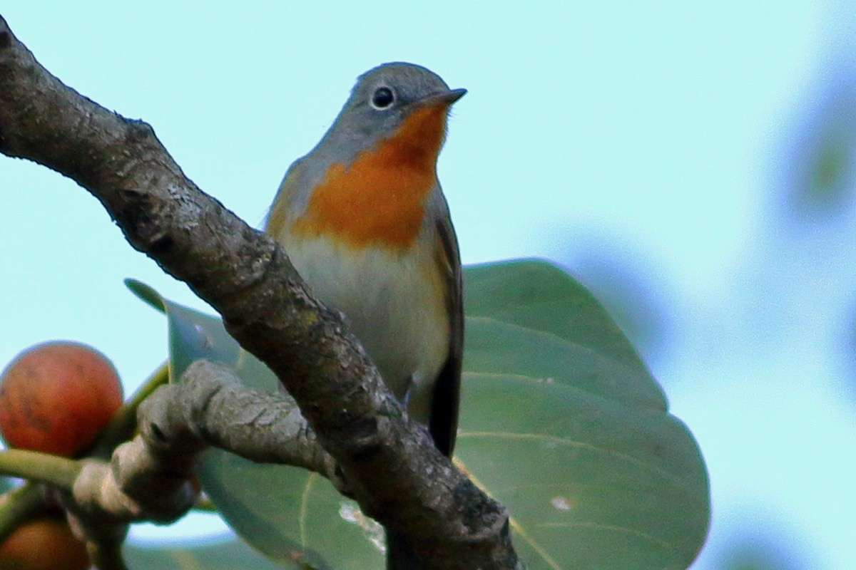 紅胸鶲 - ML646353980