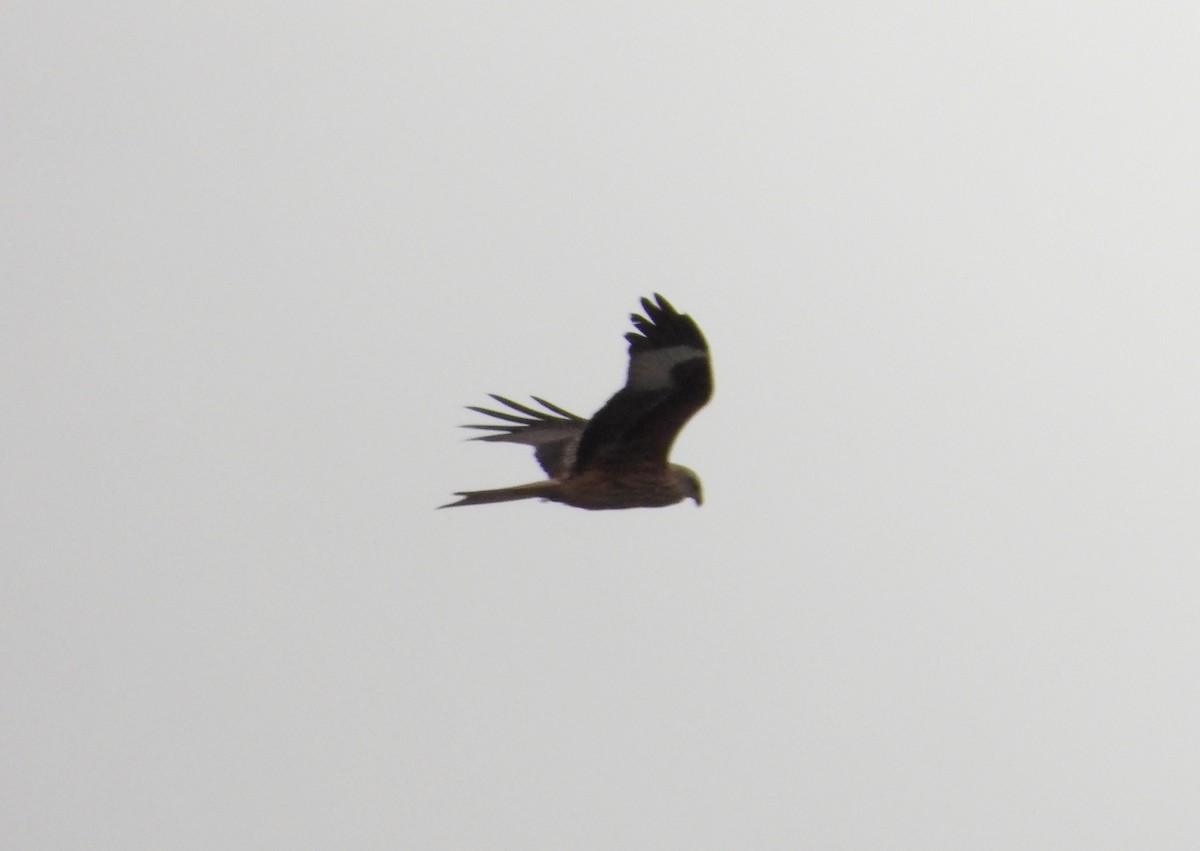 Red Kite - ML646353986