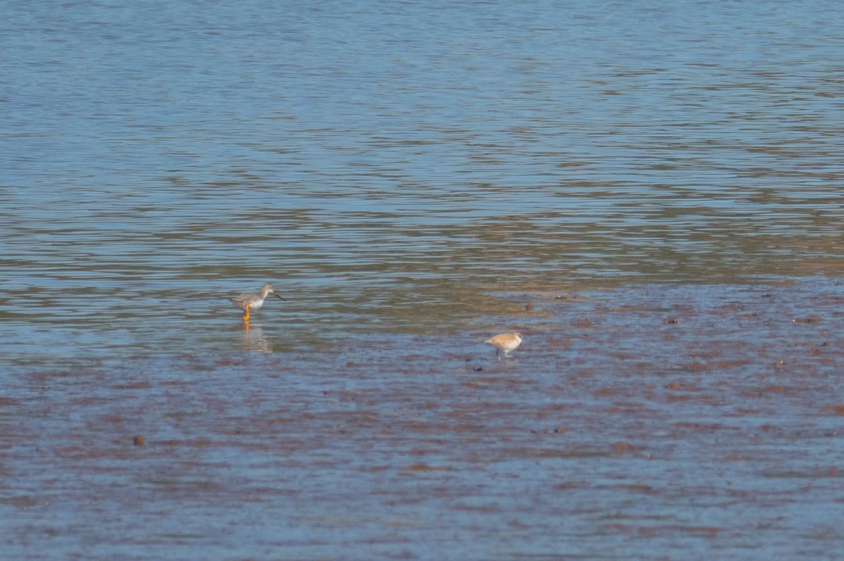Terek Sandpiper - ML646353995