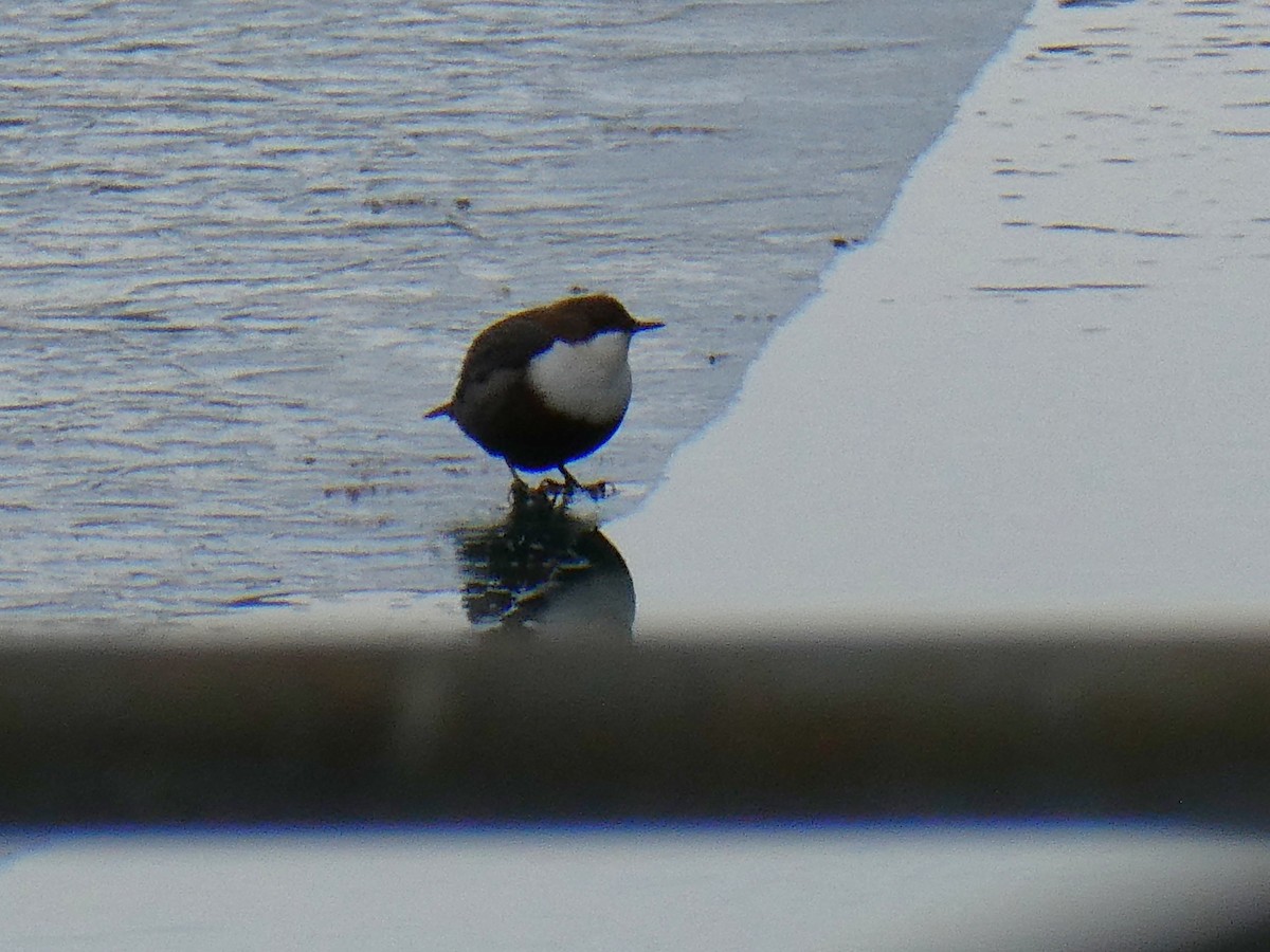 White-throated Dipper - ML646354000