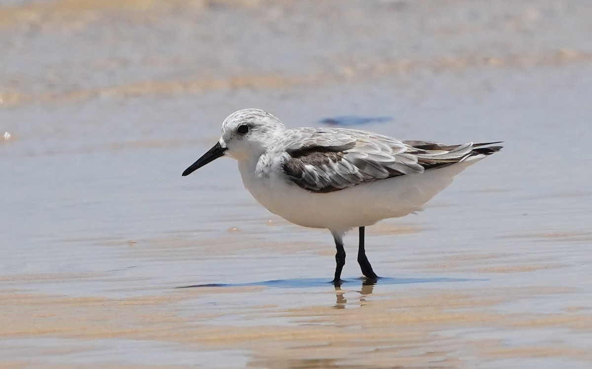 Sanderling - ML646354014