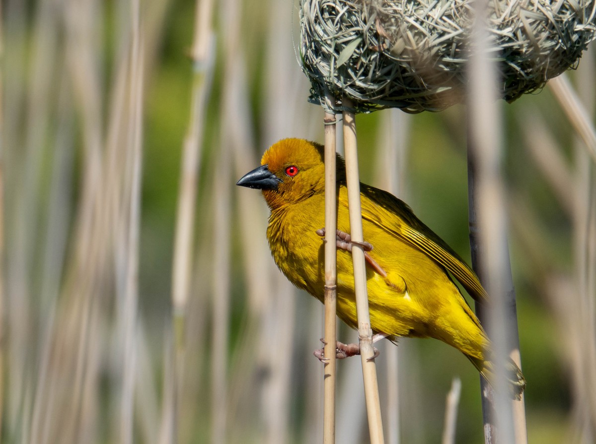 African Golden-Weaver - ML646354016