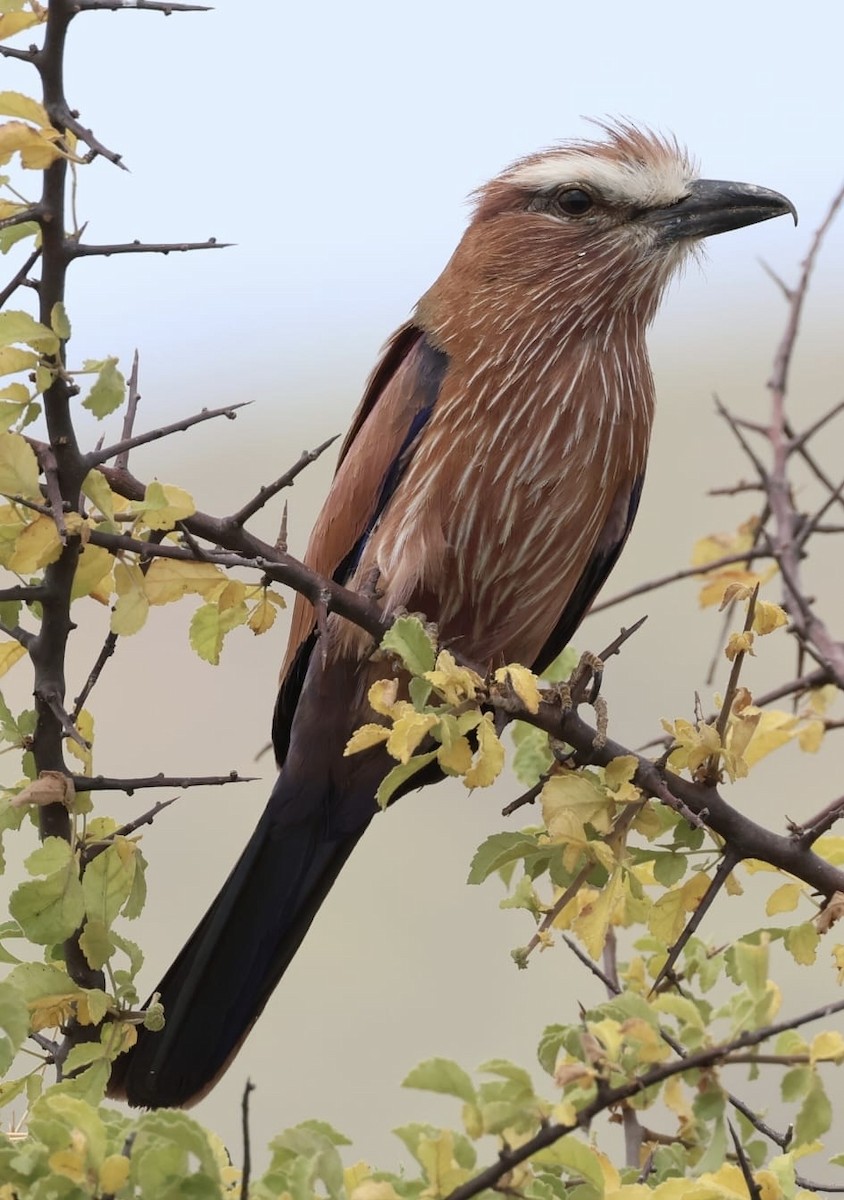 Purple Roller - ML646354023