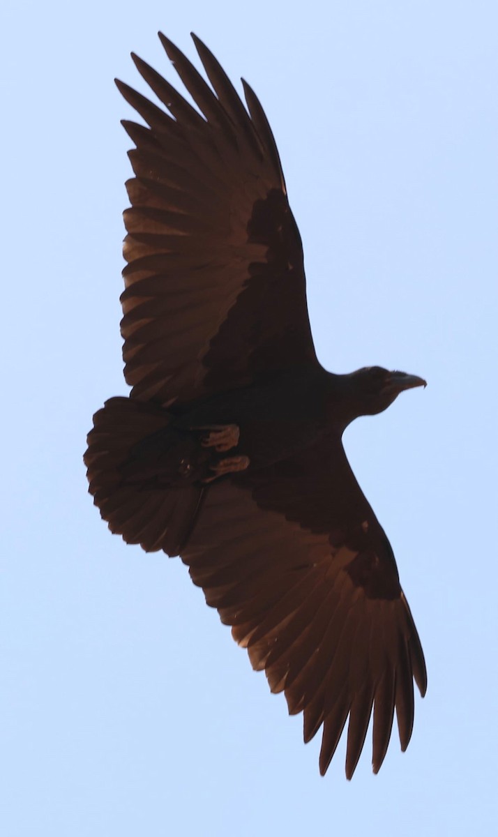 Fan-tailed Raven - ML646354031