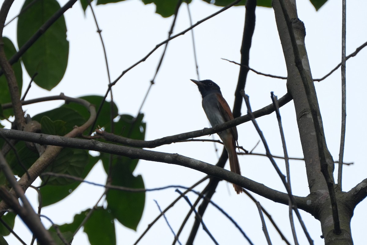 Tchitrec de Chine - ML646354036