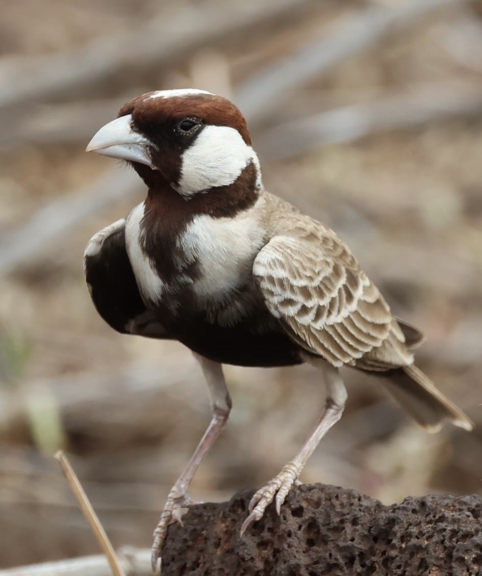 Chestnut-headed Sparrow-Lark - ML646354037