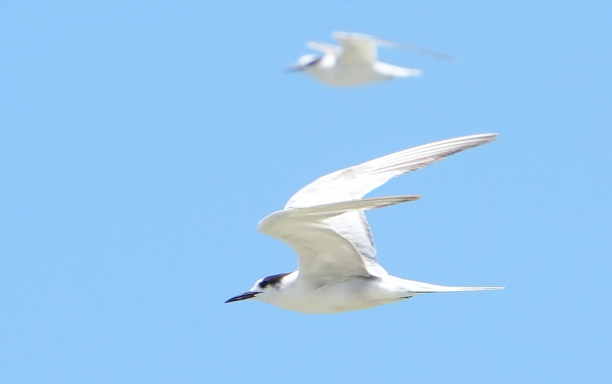 Common Tern - ML646354038