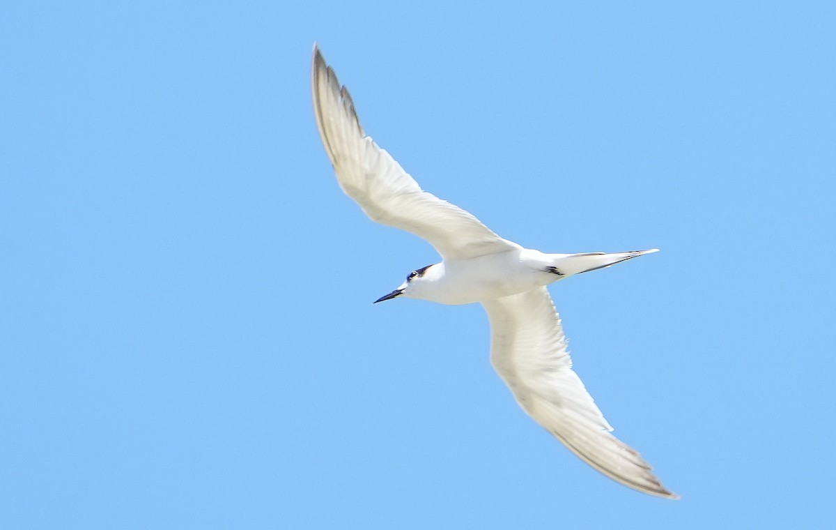 Common Tern - ML646354039