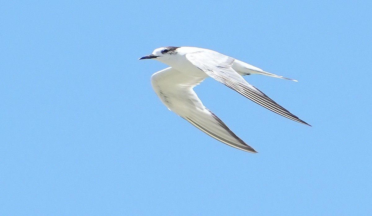 Common Tern - ML646354040