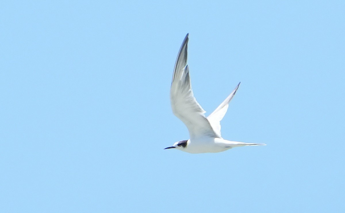 Common Tern - ML646354041