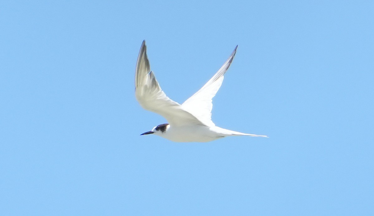 Common Tern - ML646354042