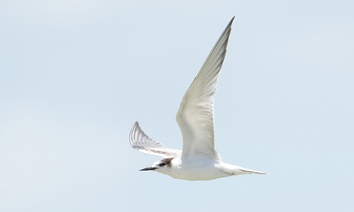 Common Tern - ML646354043