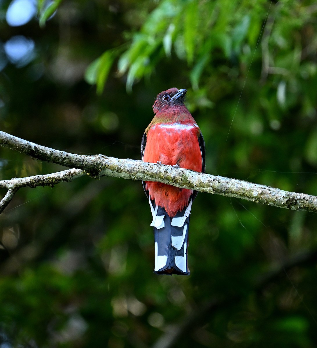 rødhodetrogon - ML646354060