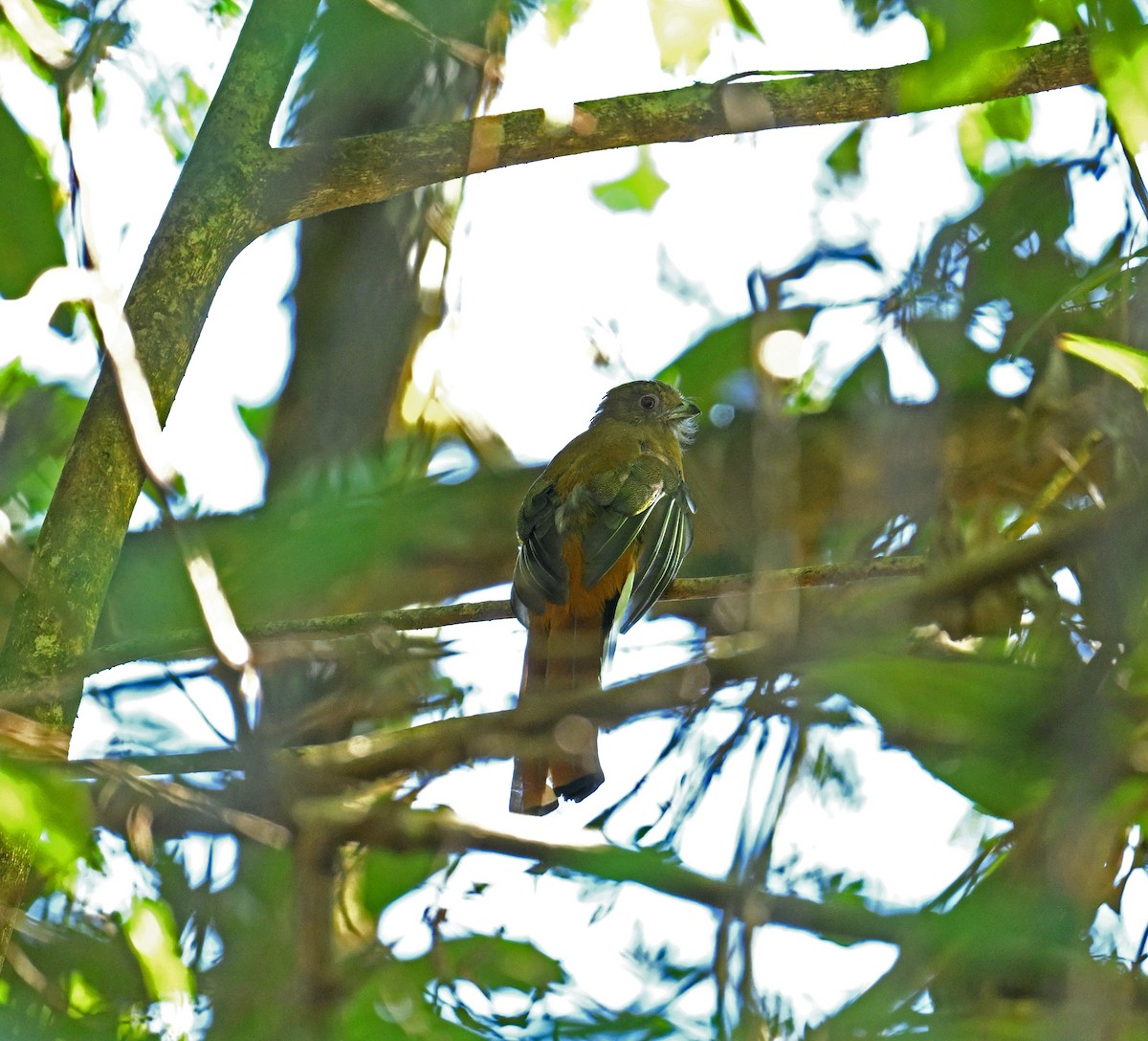 rødhodetrogon - ML646354061