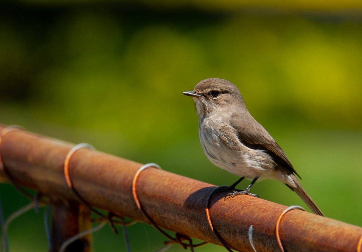 African Dusky Flycatcher - ML646354063