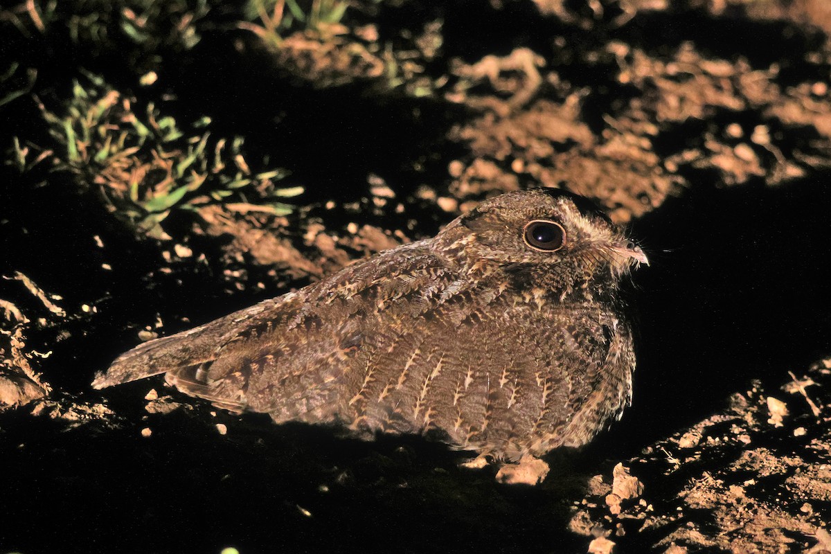 Orak Kanatlı Çobanaldatan - ML646354072