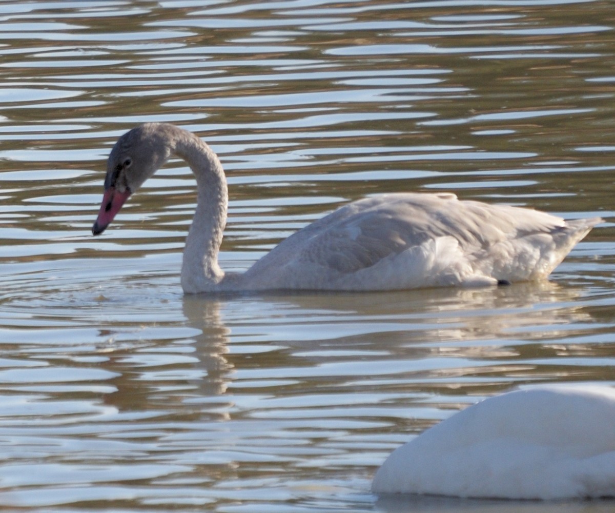 小天鵝 - ML646354079