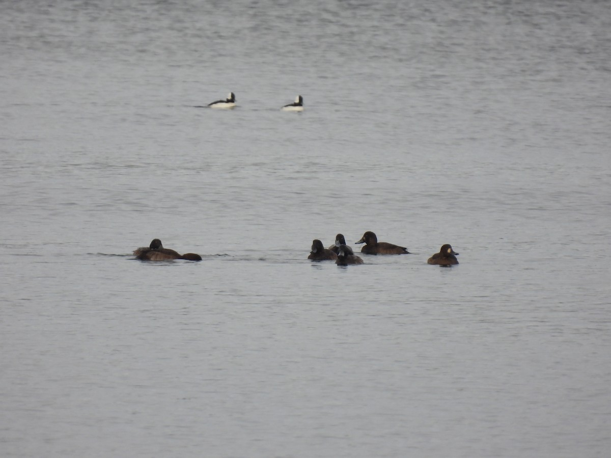 斑背潛鴨 - ML646354089