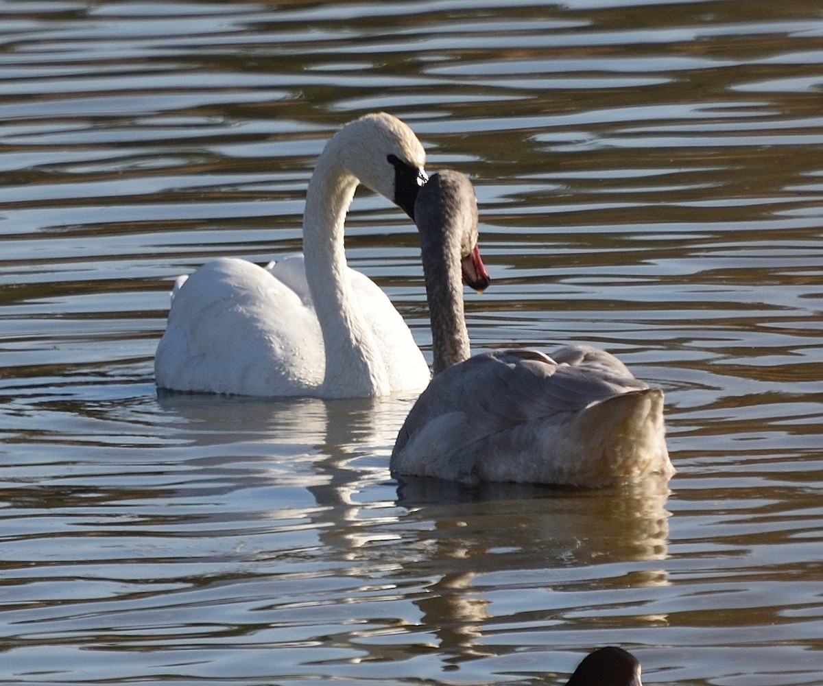 小天鵝 - ML646354090