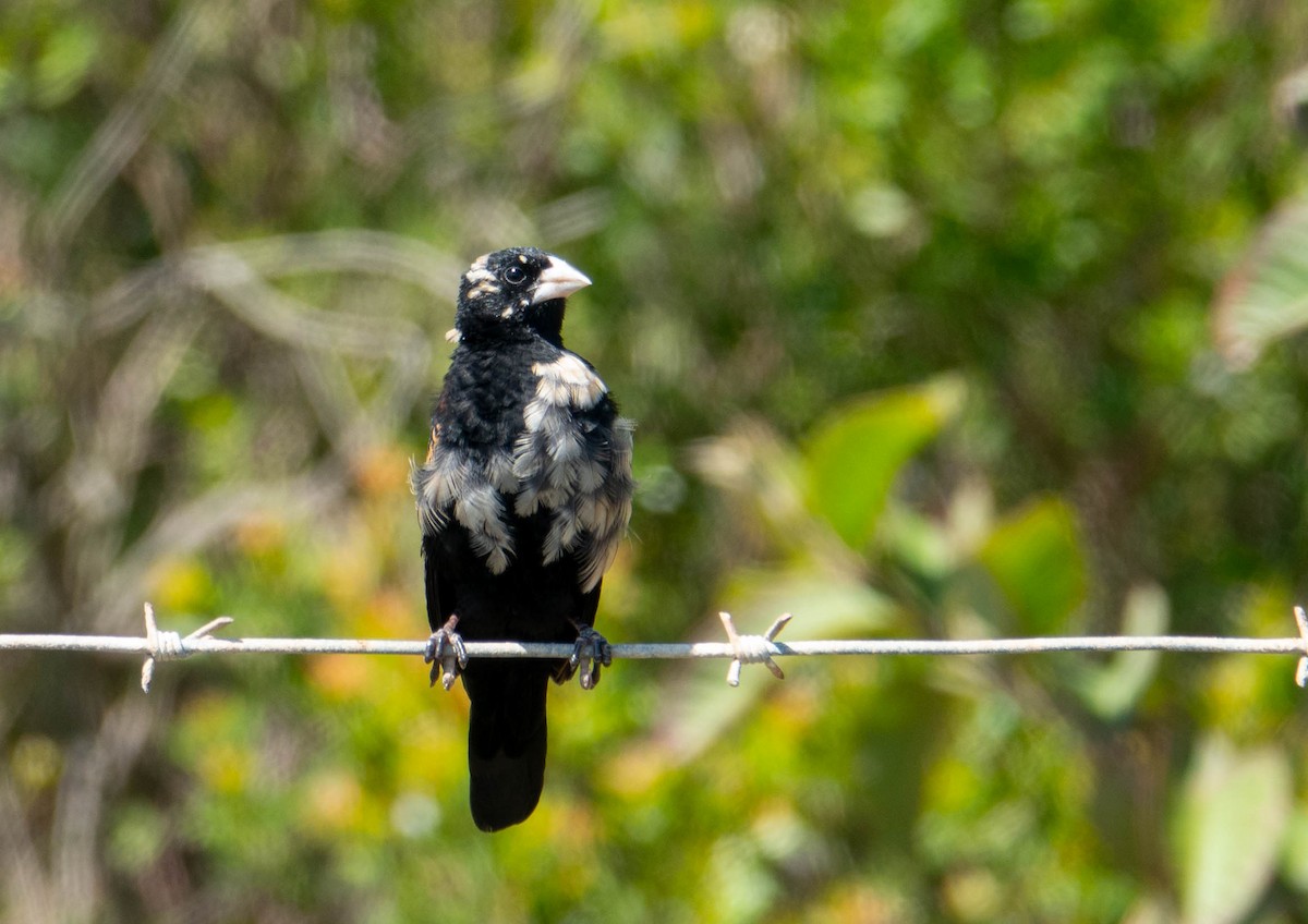 Fan-tailed Widowbird - ML646354094