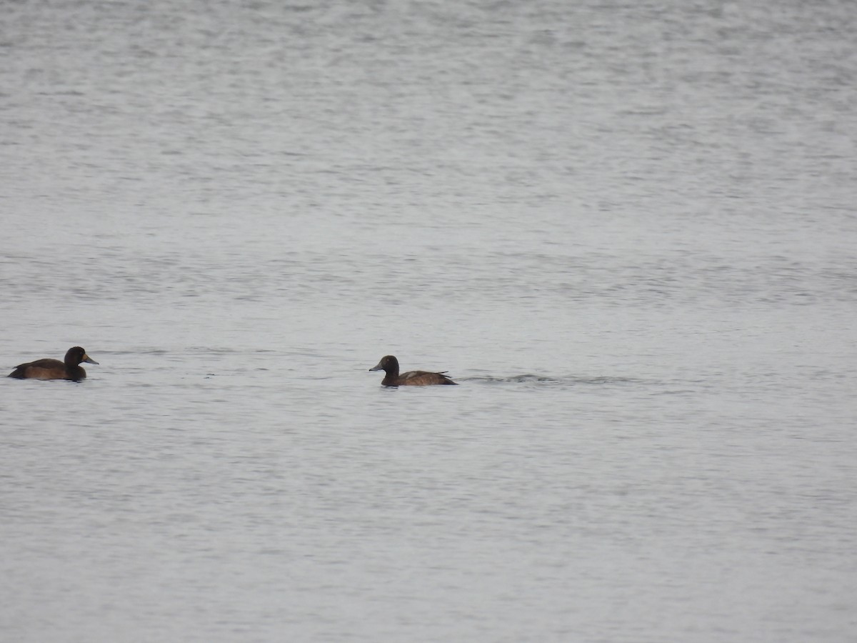 斑背潛鴨 - ML646354095