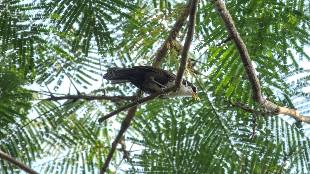 Indian Scimitar-Babbler - ML646354097