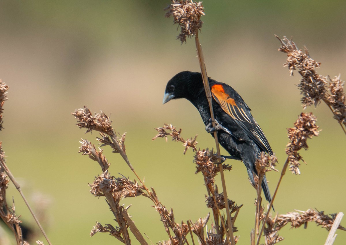 Fan-tailed Widowbird - ML646354098
