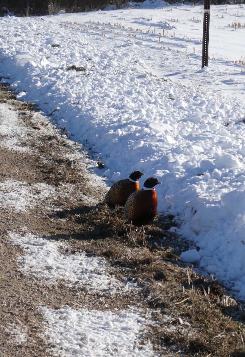 Ring-necked Pheasant - ML646354100