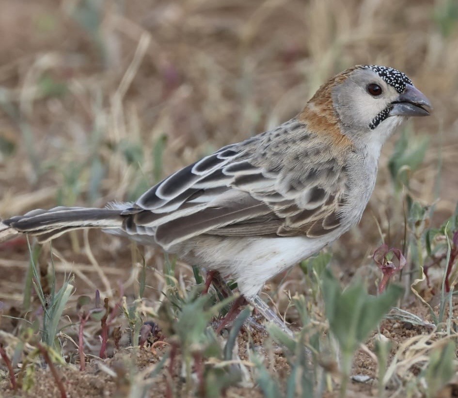 Speckle-fronted Weaver - ML646354105