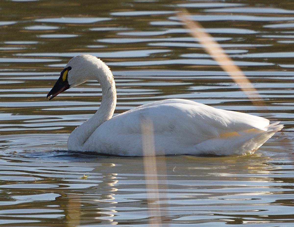 小天鵝 - ML646354107