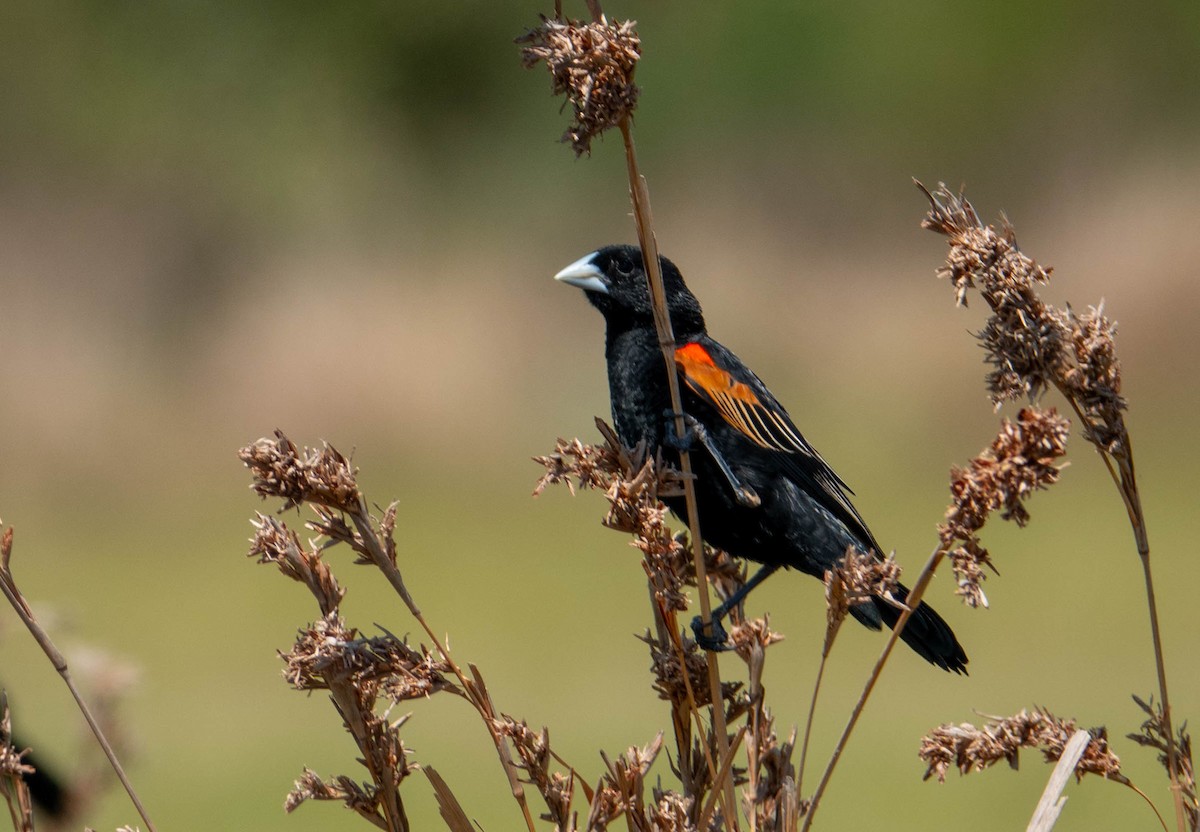 Fan-tailed Widowbird - ML646354108