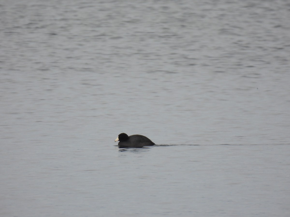American Coot - ML646354110