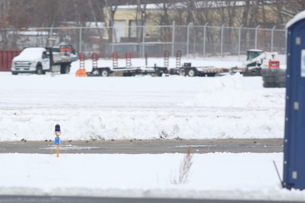 Chestnut-collared Longspur - ML646354112