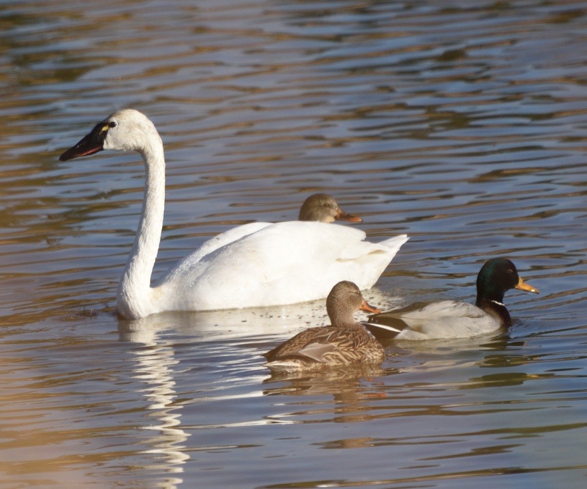 小天鵝 - ML646354117