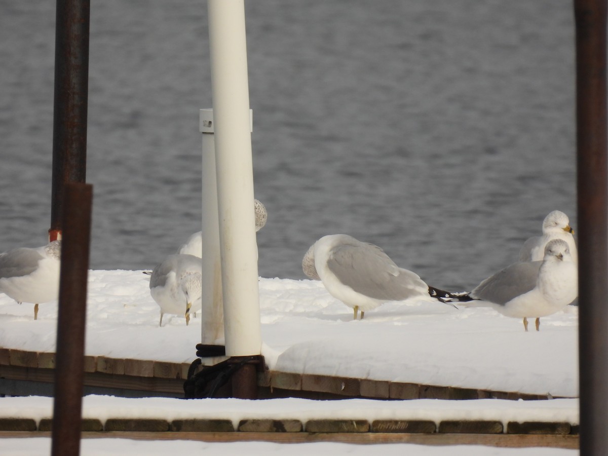 Ring-billed Gull - ML646354119