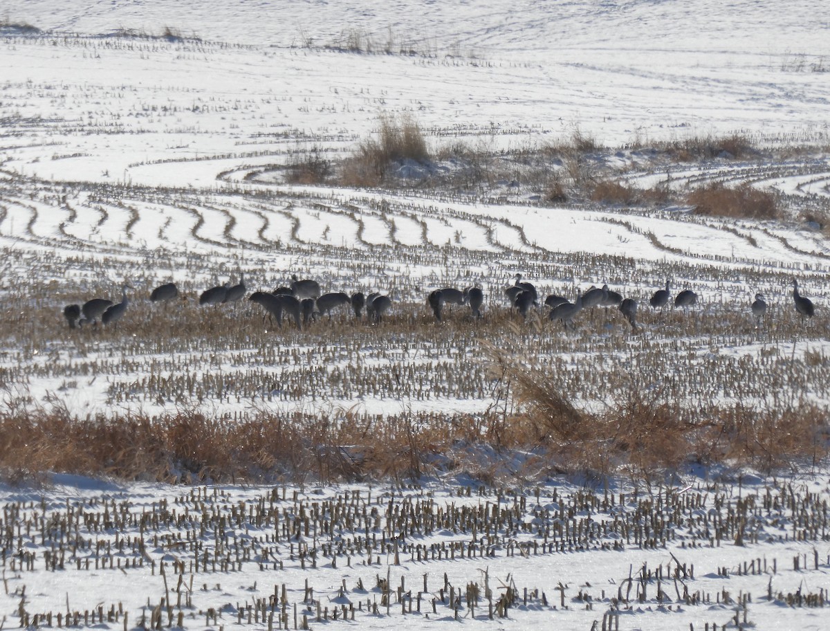 Sandhill Crane - ML646354120