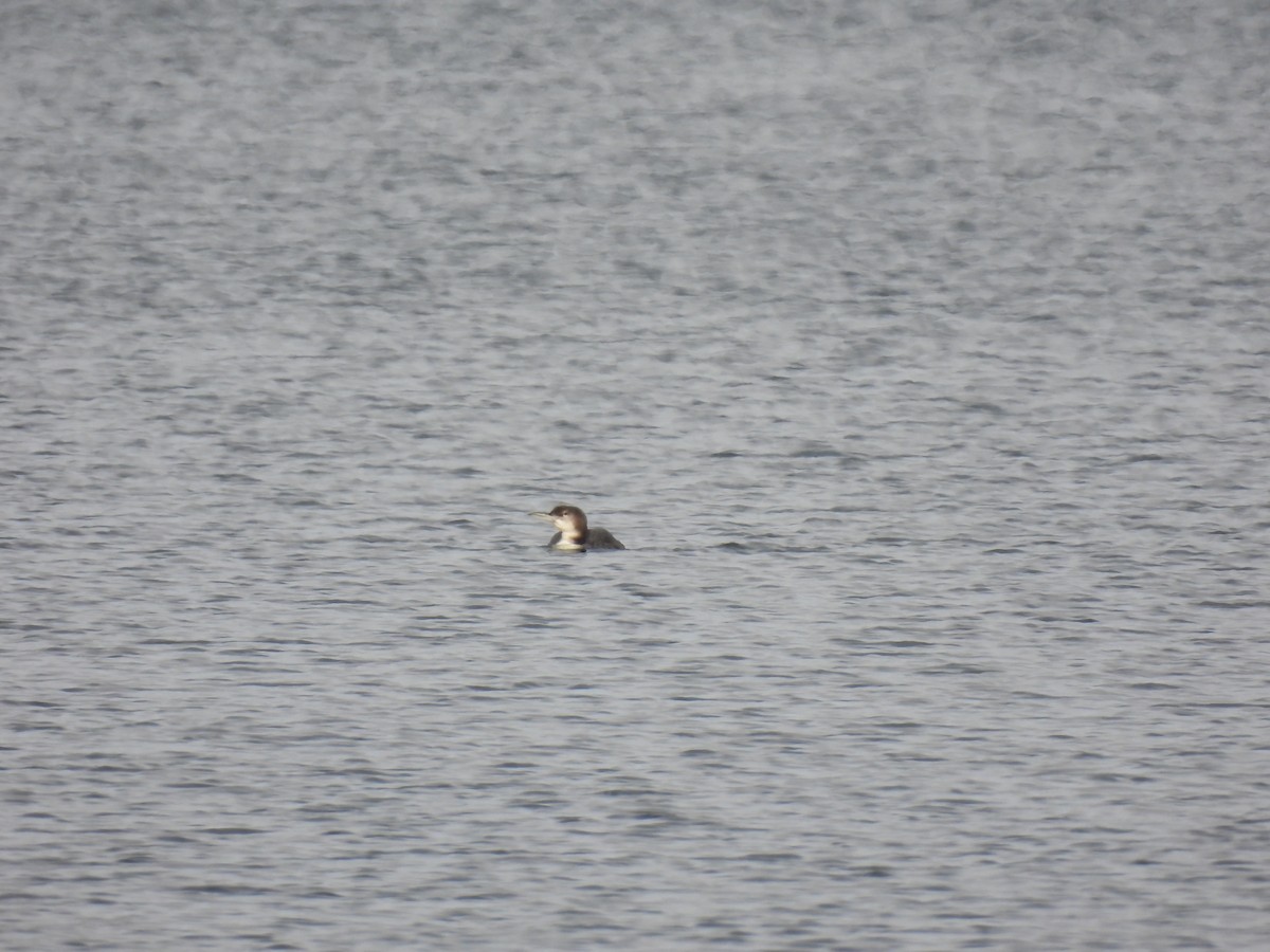 Common Loon - ML646354122
