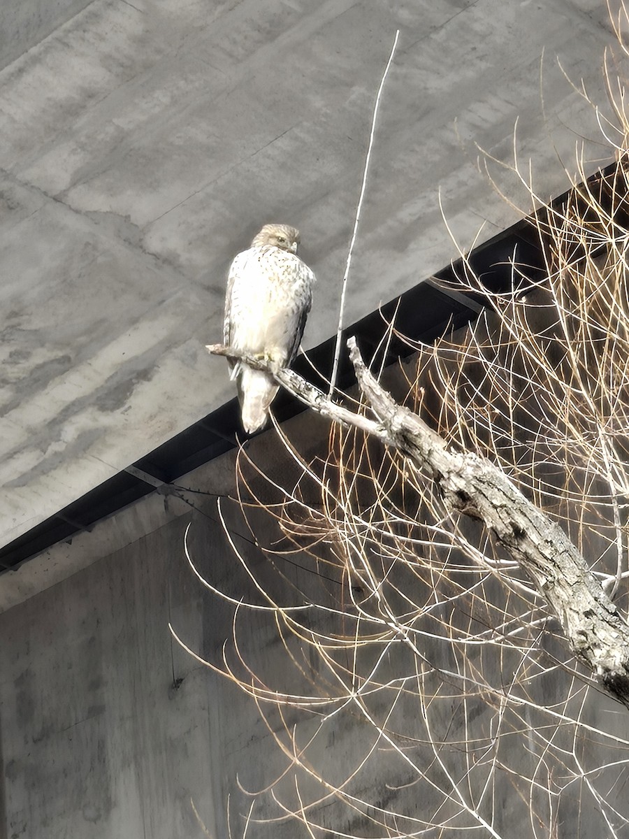 Red-shouldered Hawk - ML646354123
