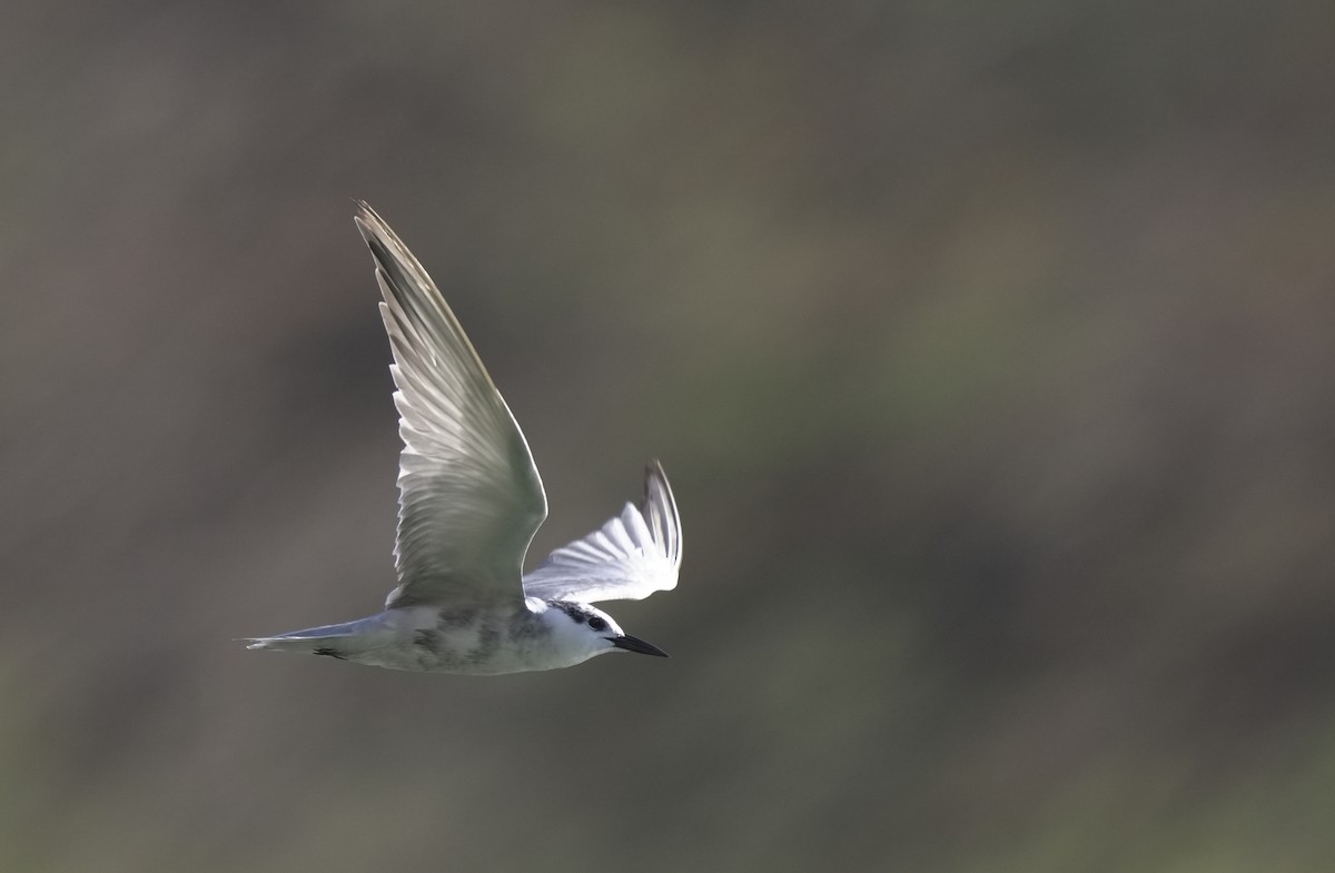 黑腹燕鷗 - ML646354124