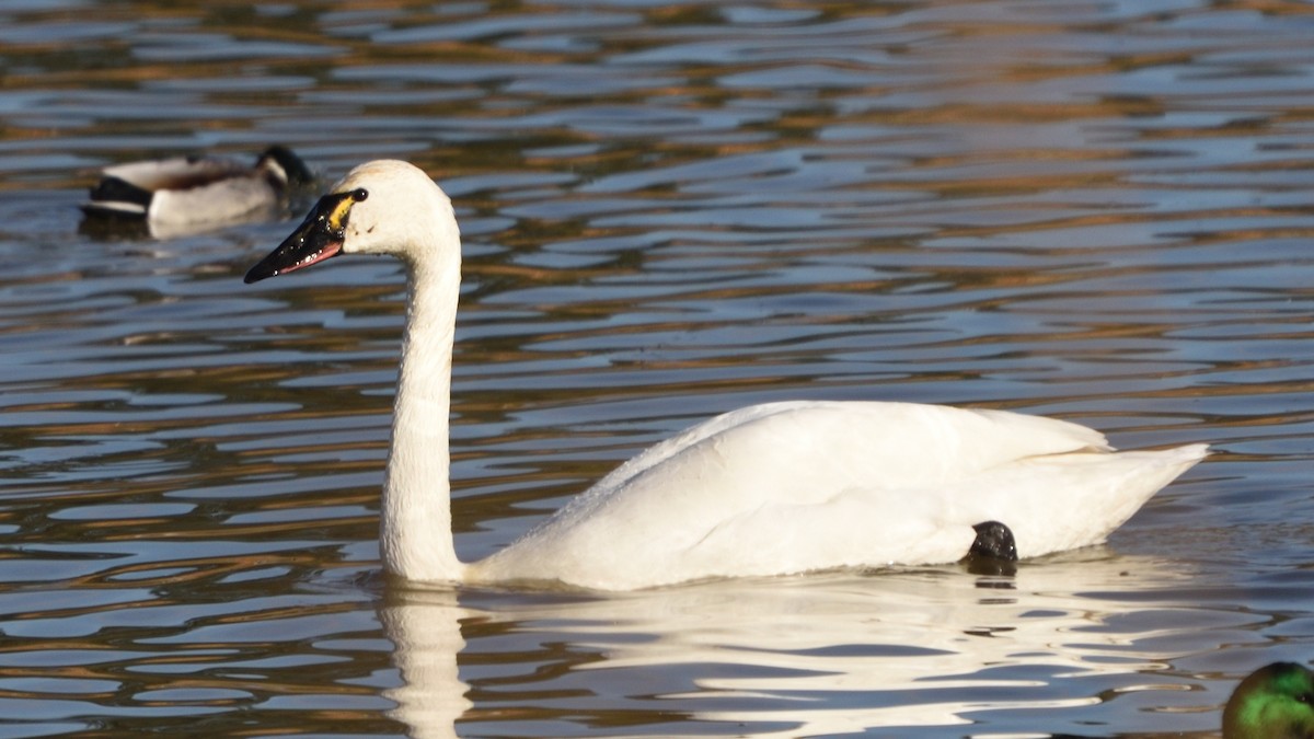 小天鵝 - ML646354128