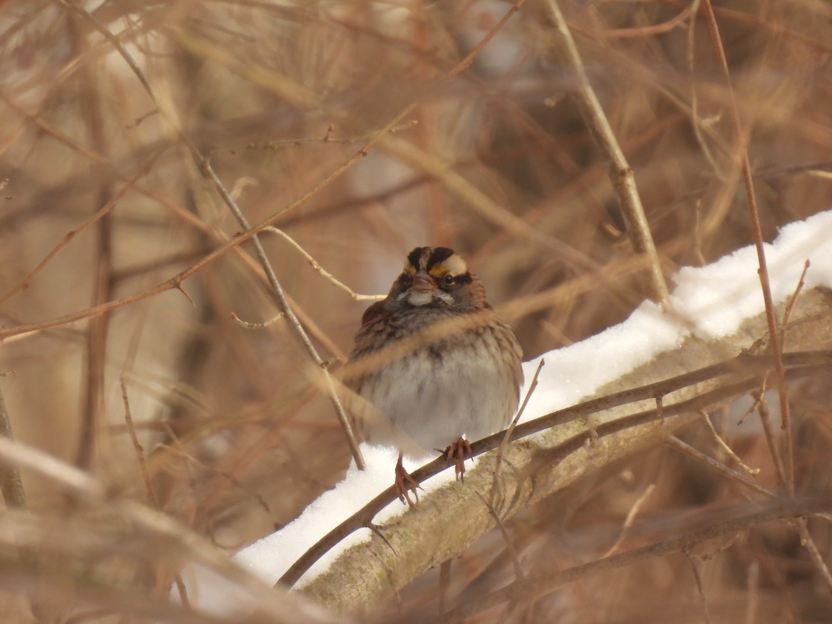 White-throated Sparrow - ML646354130