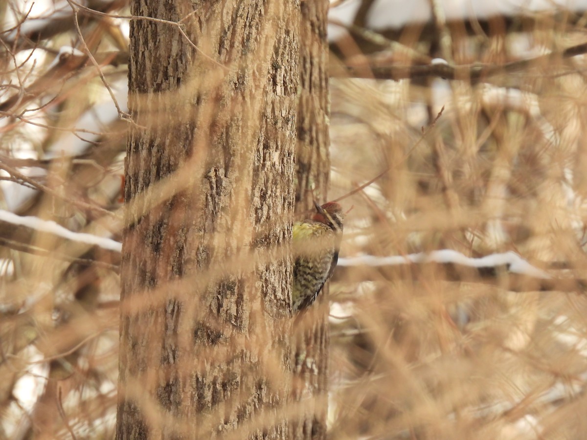 Yellow-bellied Sapsucker - ML646354132