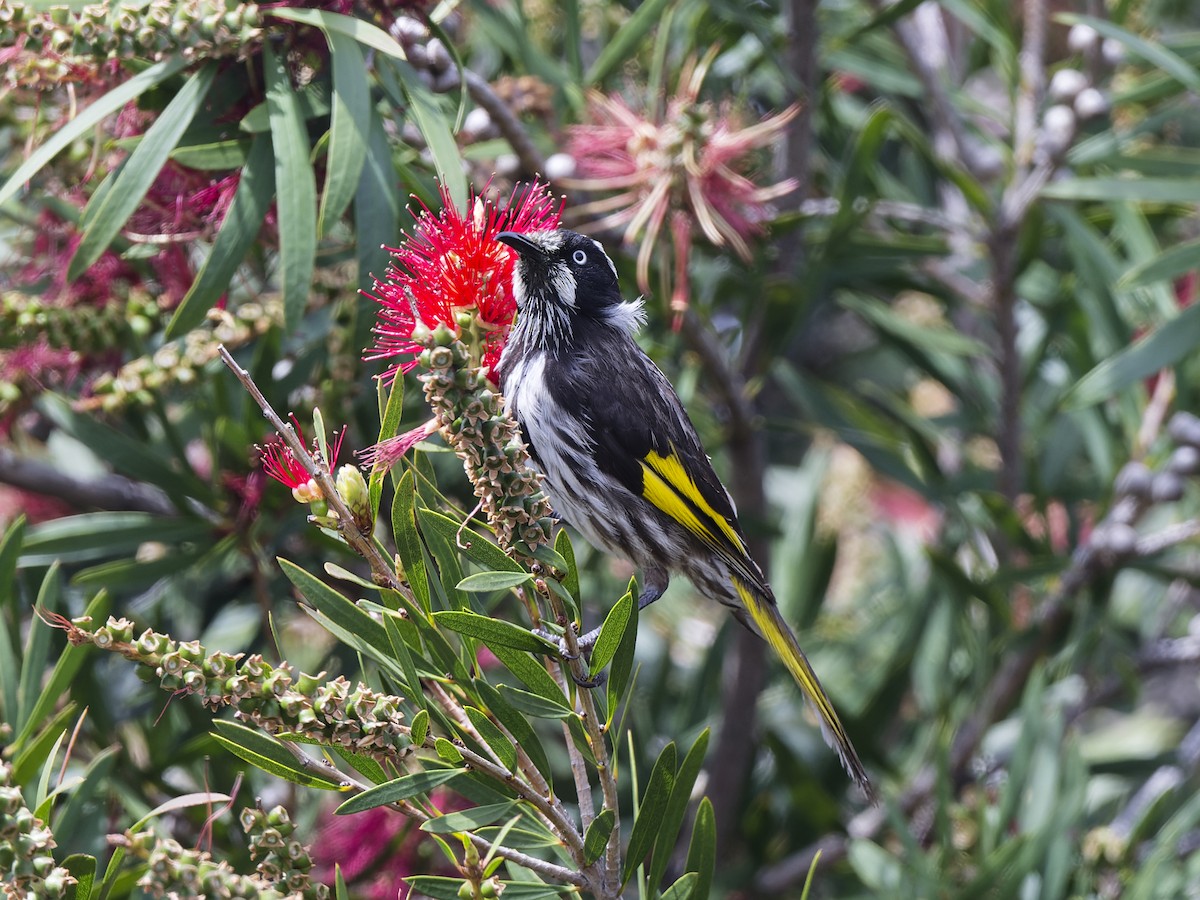New Holland Honeyeater - ML646354134
