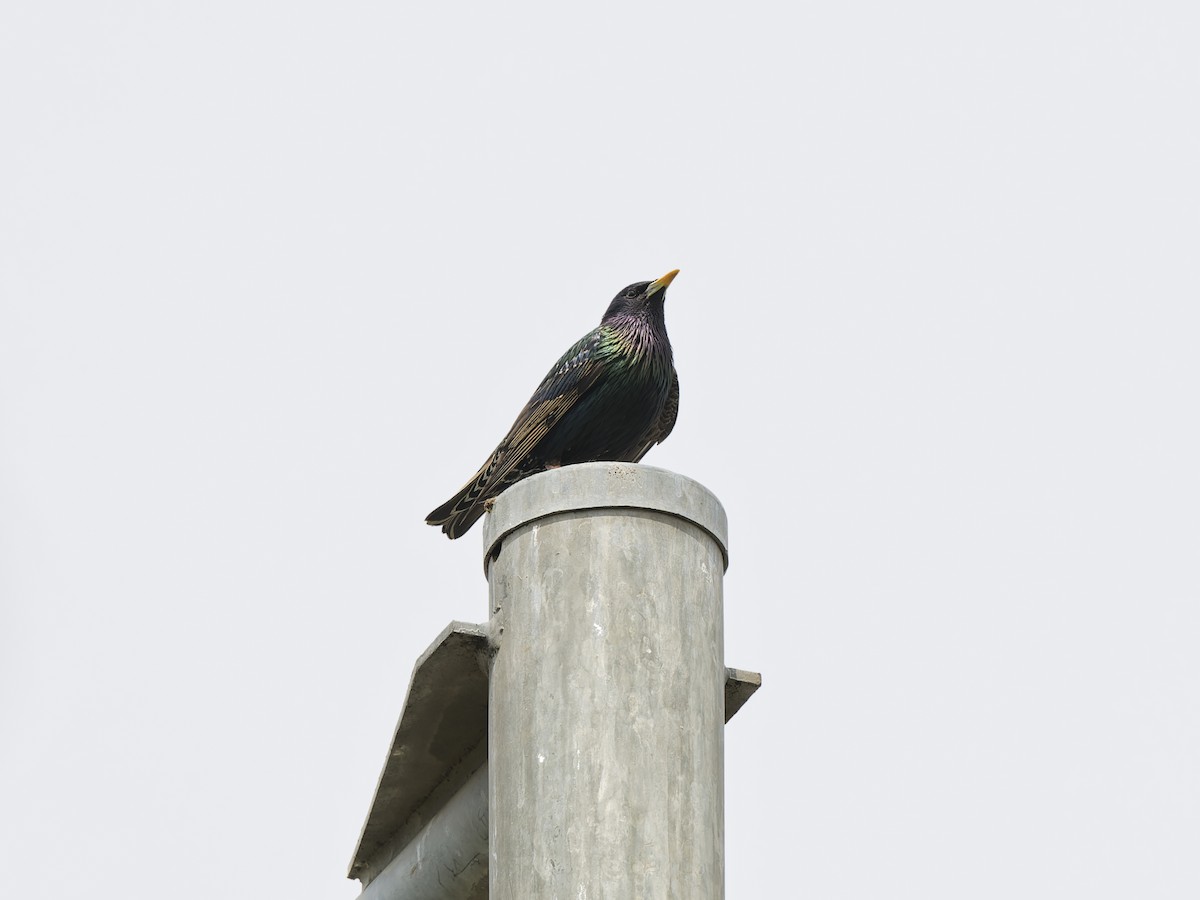 European Starling - ML646354136