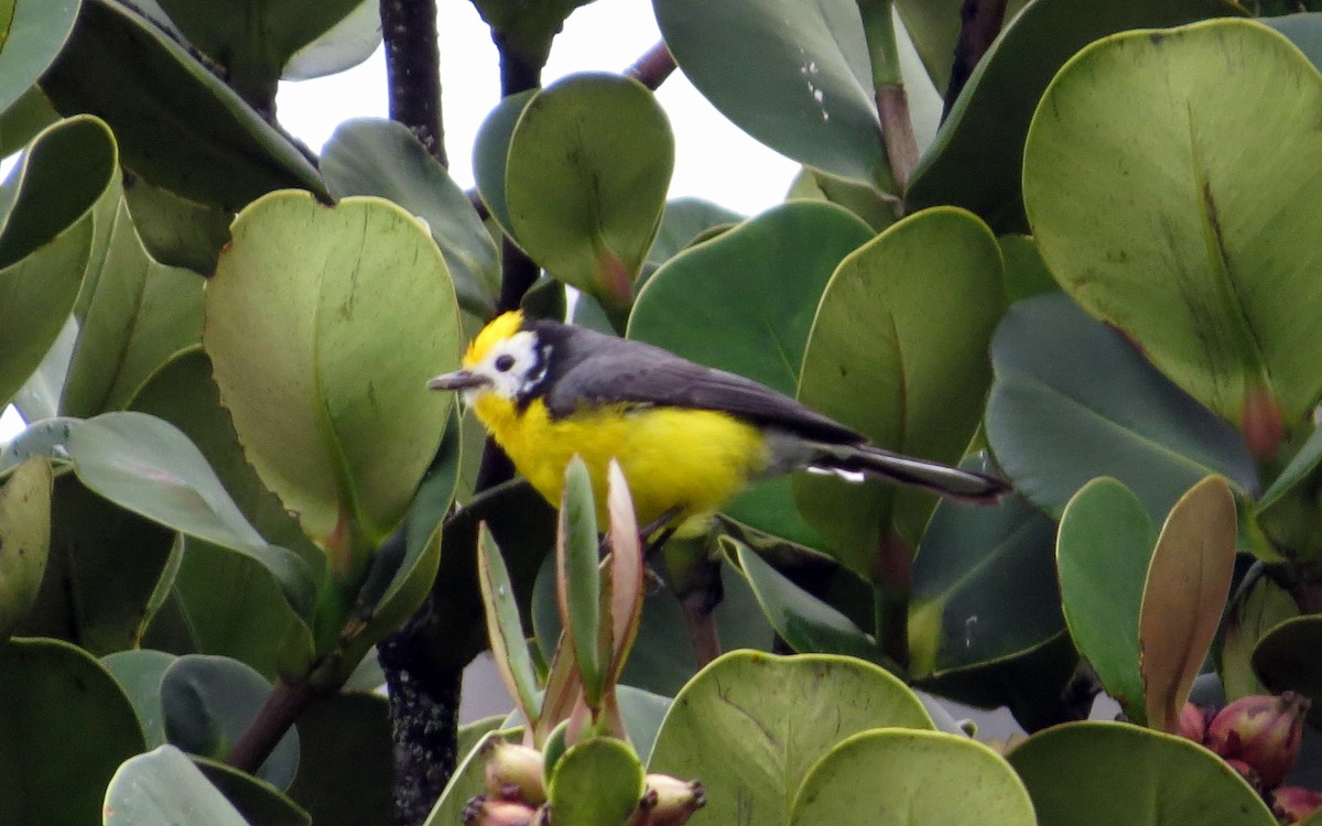 Golden-fronted Redstart - ML646354137