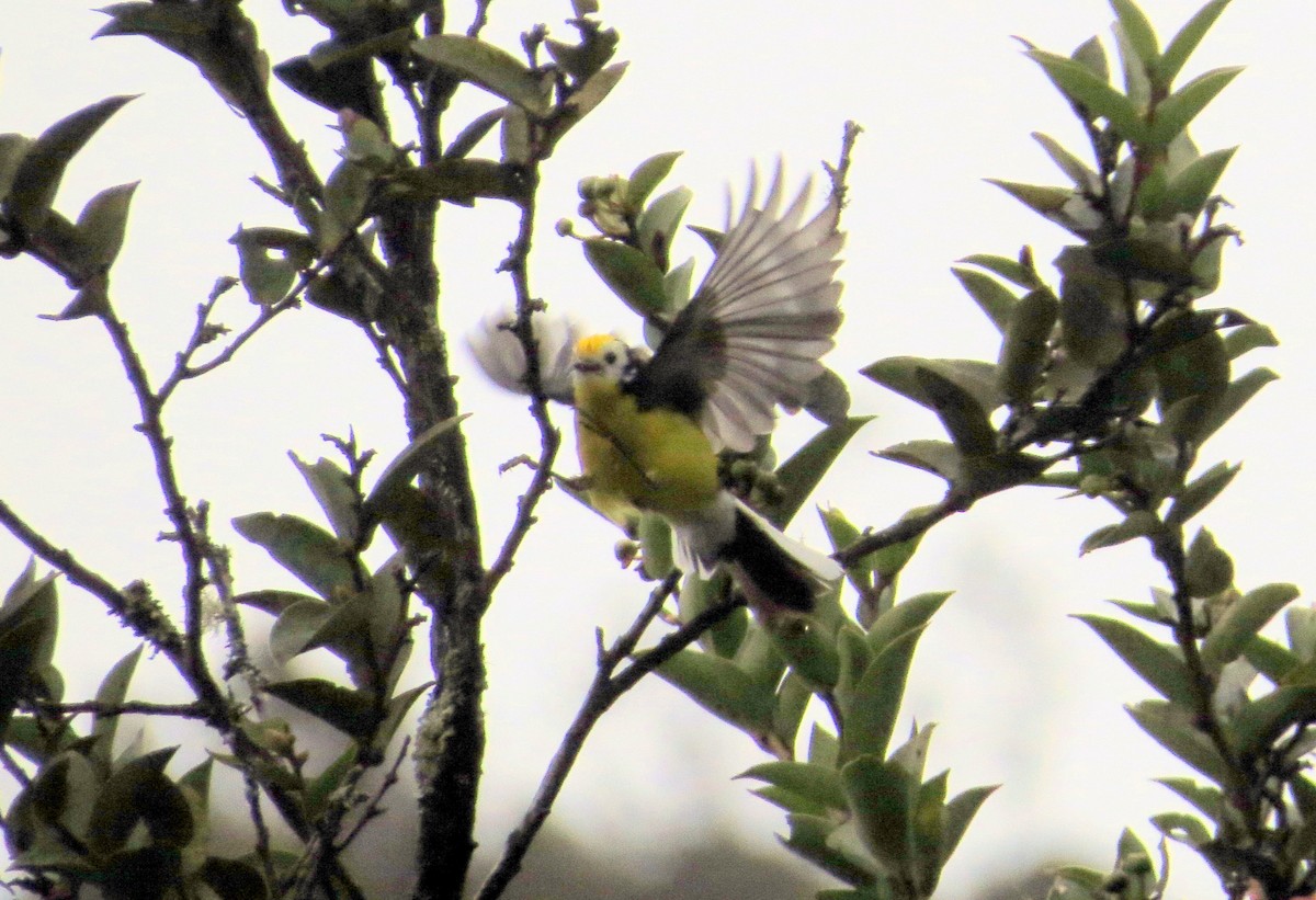 Golden-fronted Redstart - ML646354138