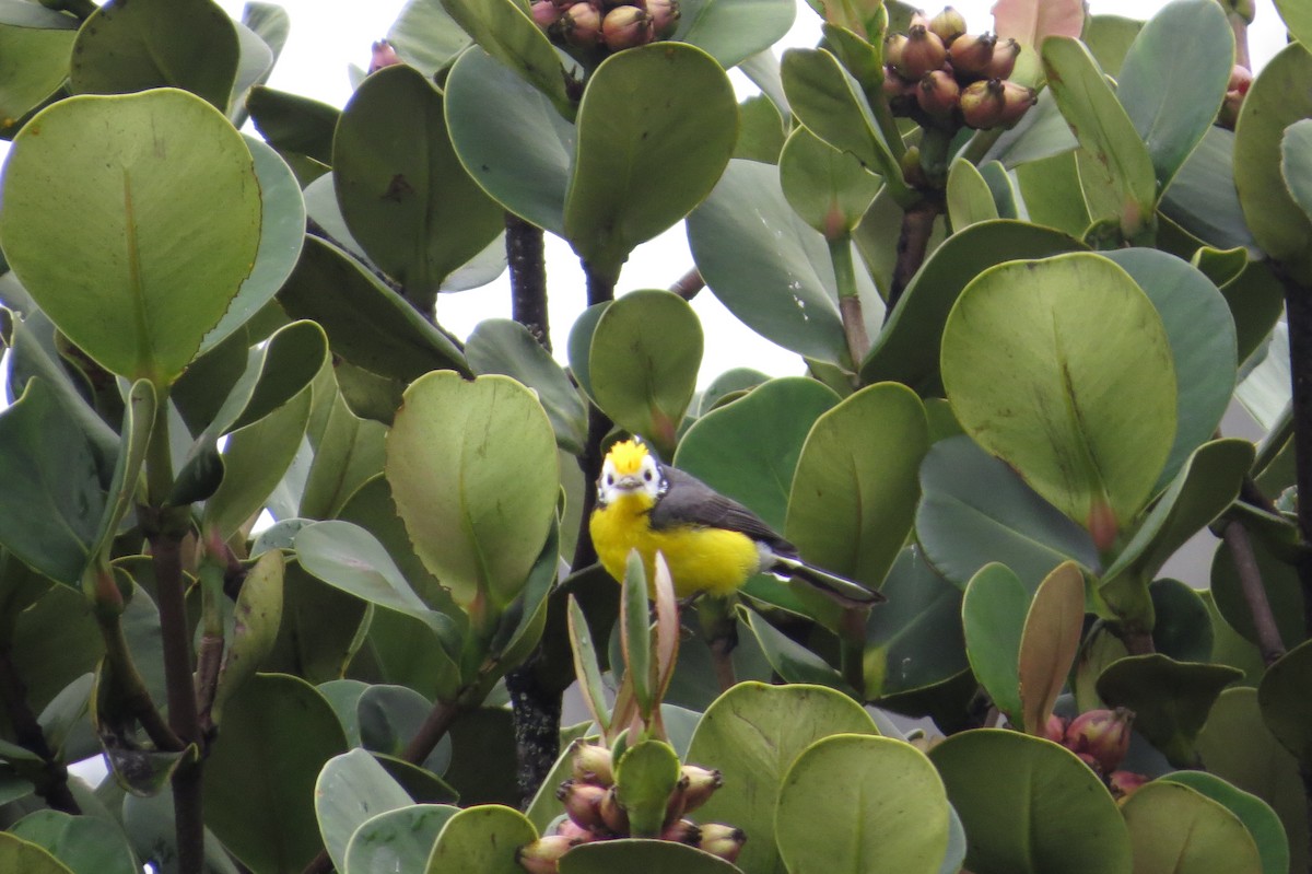 Golden-fronted Redstart - ML646354139