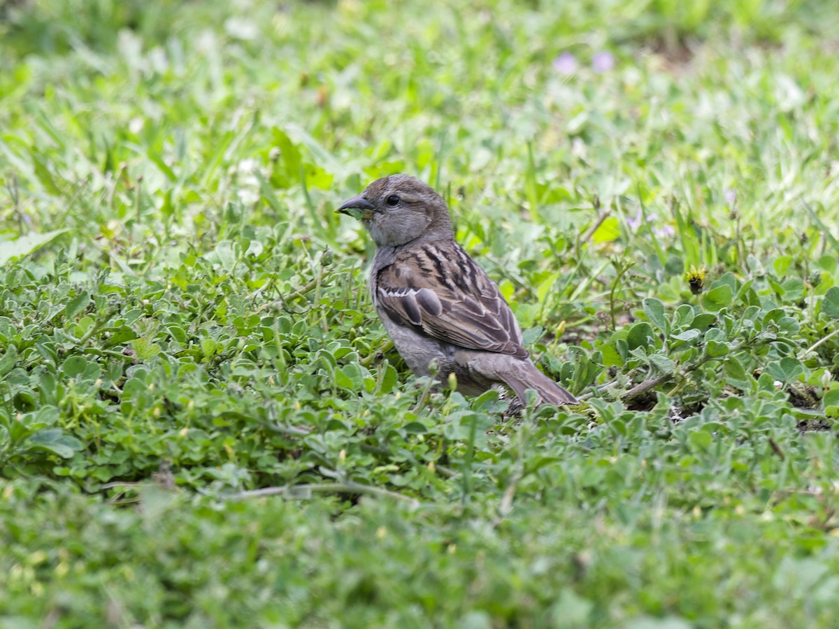 Eurasian Tree Sparrow - ML646354141
