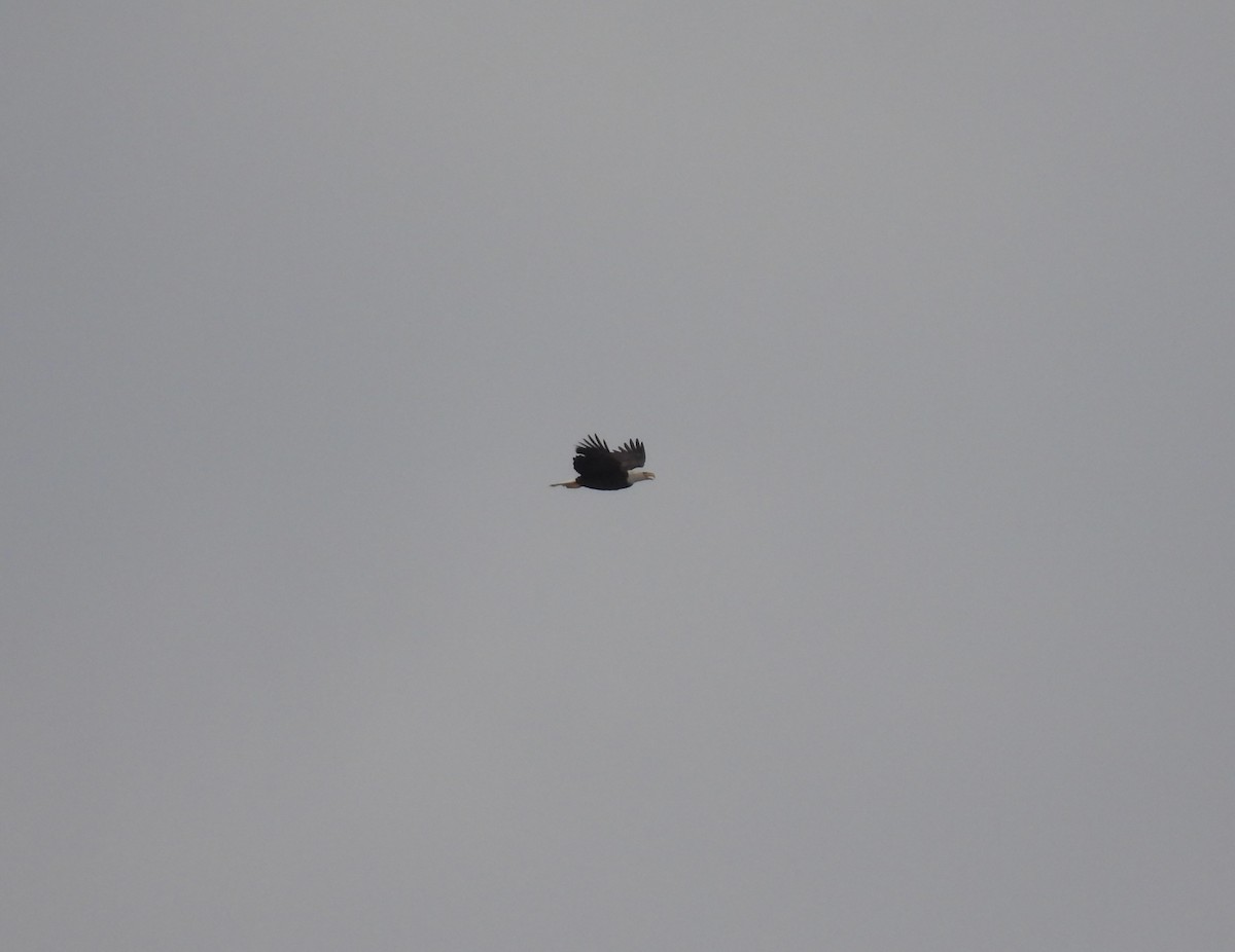 Bald Eagle - ML646354144