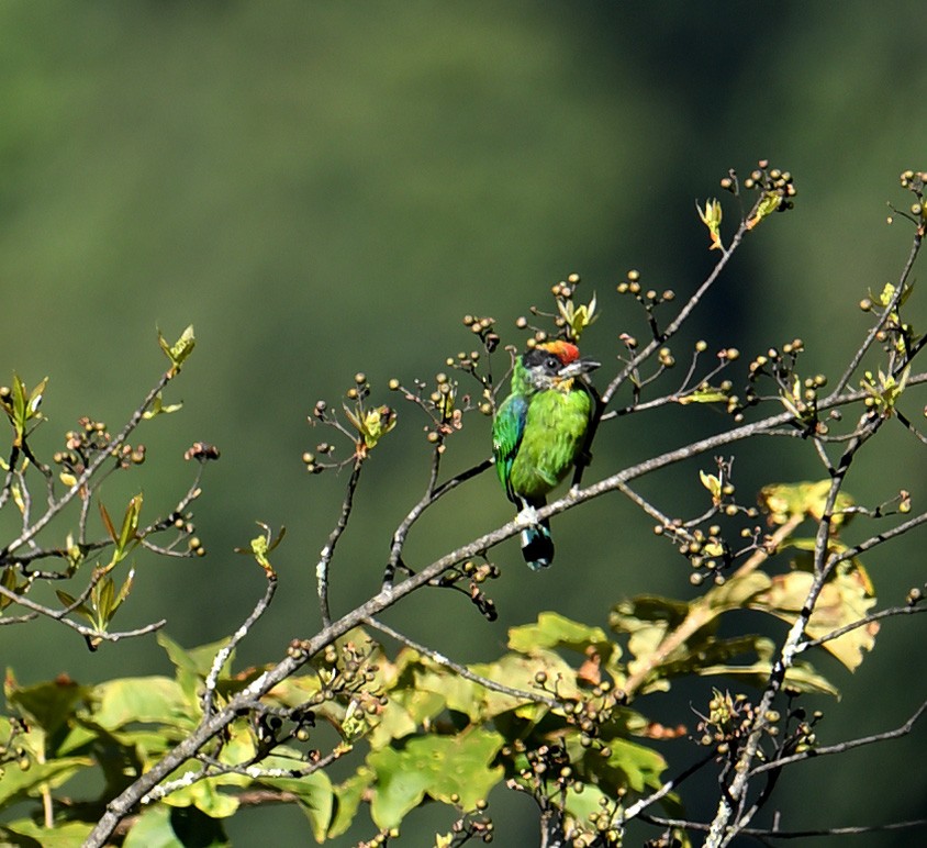 Golden-throated Barbet - ML646354145
